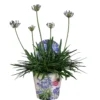 Agapanthus, In 17cm-pot