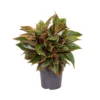 Aglaonema Jungle Red, In 19cm-pot