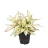 Aglaonema White Kiwi, In 19cm-pot