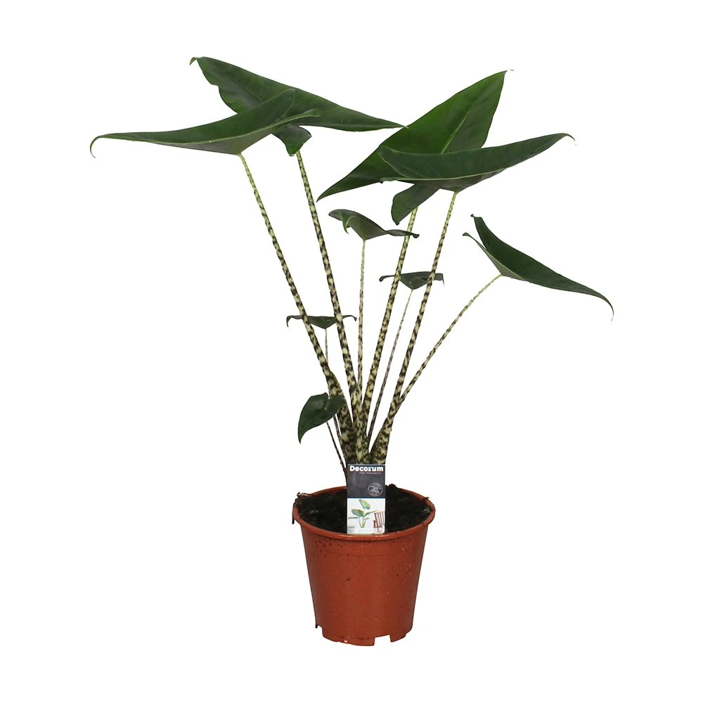 Alocasia Zebrina, In 19cm-pot 1 Alocasia Zebrina, In 19cm-pot
