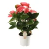 Anthurium Pink Champion, In 17cm-pot