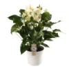 Anthurium White Champion, In 17cm-pot