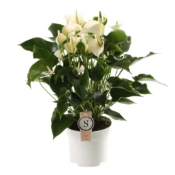 Anthurium White Champion, In 17cm-pot