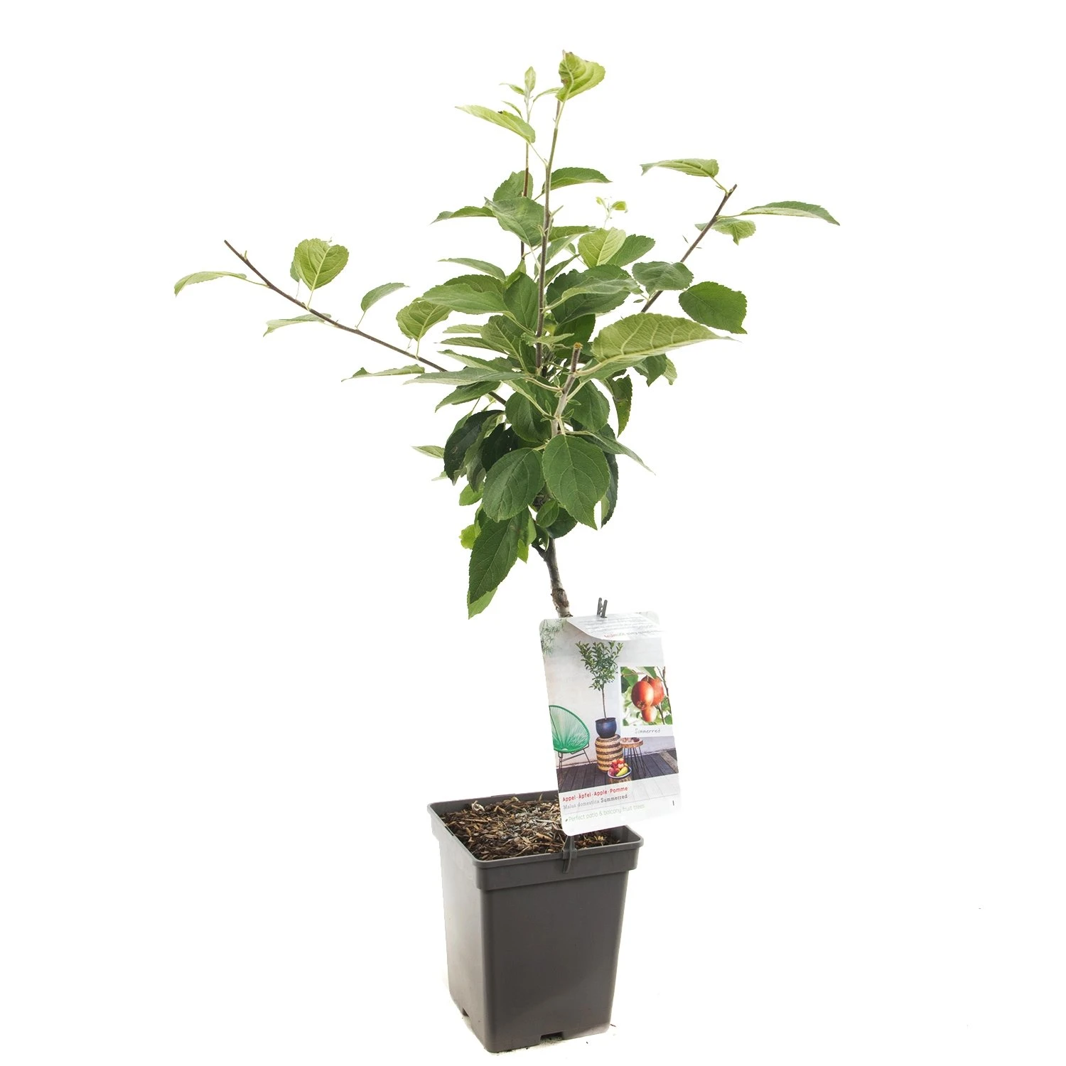 Appelboom (Malus Dom. Summerred Patio), In Pot 1 Appelboom (Malus Dom. Summerred Patio), In Pot