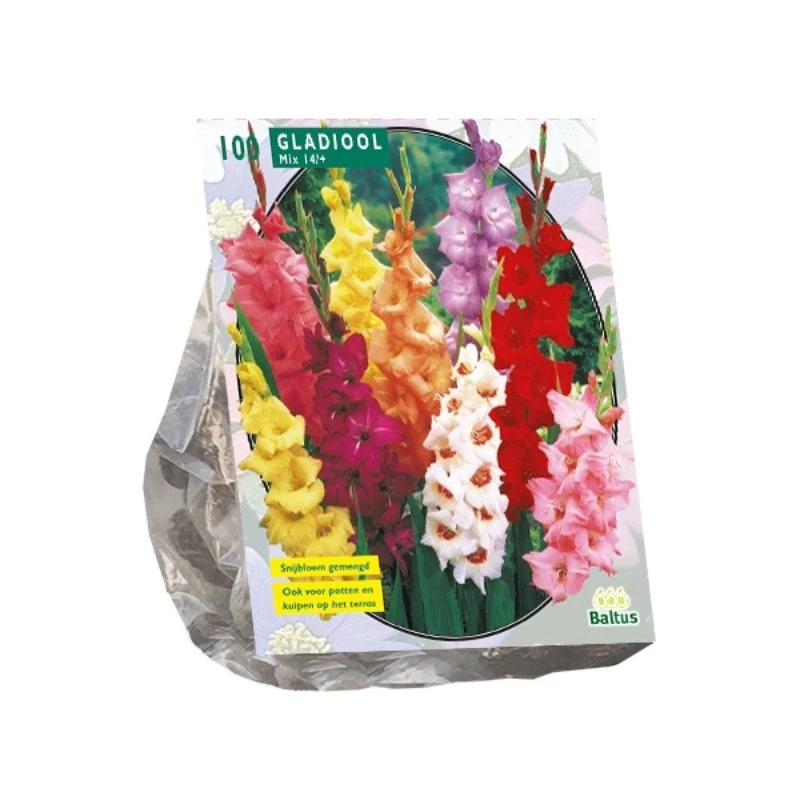 Baltus Gladiolus Gemengd Per 100 1 Baltus Gladiolus Gemengd Per 100