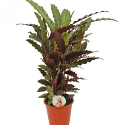 Calathea 'Rufibarba', In 19cm-pot