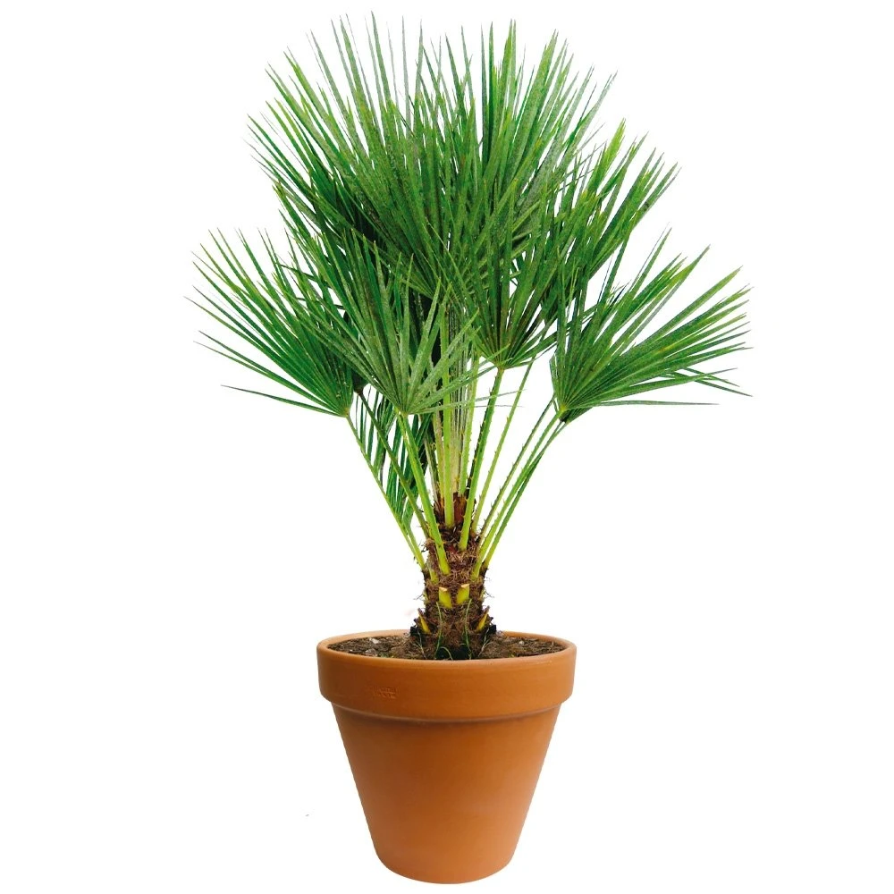 Chamaerops Palm 90cm Hoog, In 24cm-pot 1 Chamaerops Palm 90cm Hoog, In 24cm-pot