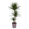 Dracaena Marginata, In 24cm-pot 130cm Hoog