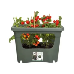Elho Plantenbak Green Basics Stack & Grow Large Groen 6 Elho Plantenbak Green Basics Stack & Grow Large Groen -Exporteren Zonnige Tuin Winkel elho plantenbak green basics stack grow large groen 800x800 620e3d4de4622 l