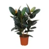 Ficus Elastica 'Robusta', In 27cm-pot 100cm Hoog