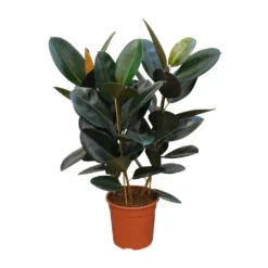 Ficus Elastica 'Robusta', In 27cm-pot 100cm Hoog