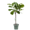 Ficus Lyrata, In 27cm-pot