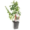 Fruit Kwartet (Ribes / Rubus Fruit Kwartet - Draag), In Pot