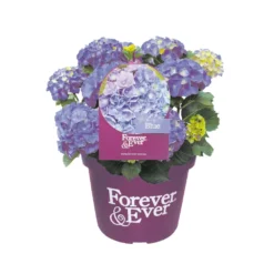 Hortensia Forever&Ever, In 23cm-pot