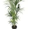 Kentiapalm, In 24cm-pot 120cm Hoog