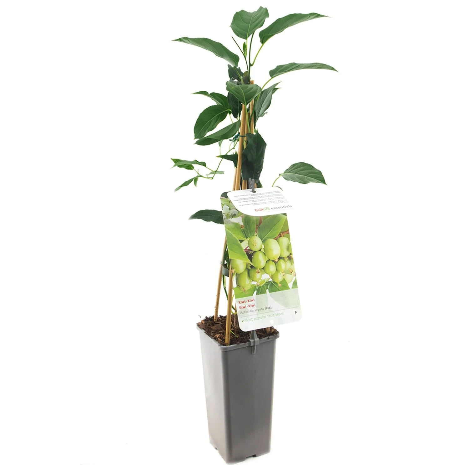 Kiwistruik (Actinidia Arguta Issai), In Pot 1 Kiwistruik (Actinidia Arguta Issai), In Pot