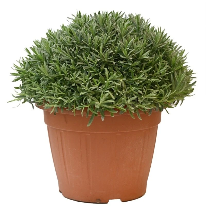 Lavendel, In 30cm-pot 1 Lavendel, In 30cm-pot