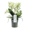 Phalaenopsis Boquetto Sensation 3 Tak, Minimaal 30 Bloem
