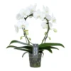Phalaenopsis Mirror Miracle Aurora 2 Tak, Minimaal 15 Bloemen