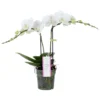 Phalaenopsis MyMonro Blondy 2 Tak, Minimaal 30 Bloemen