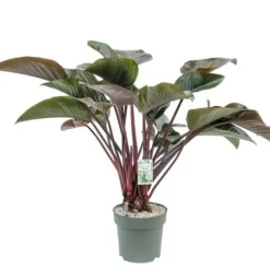 Philodendron Red Beauty, In 27cm-pot