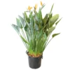 Strelitzia Reginae, In 40cm-pot 160cm Hoog