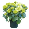 Tuinhortensia, In 23cm-pot
