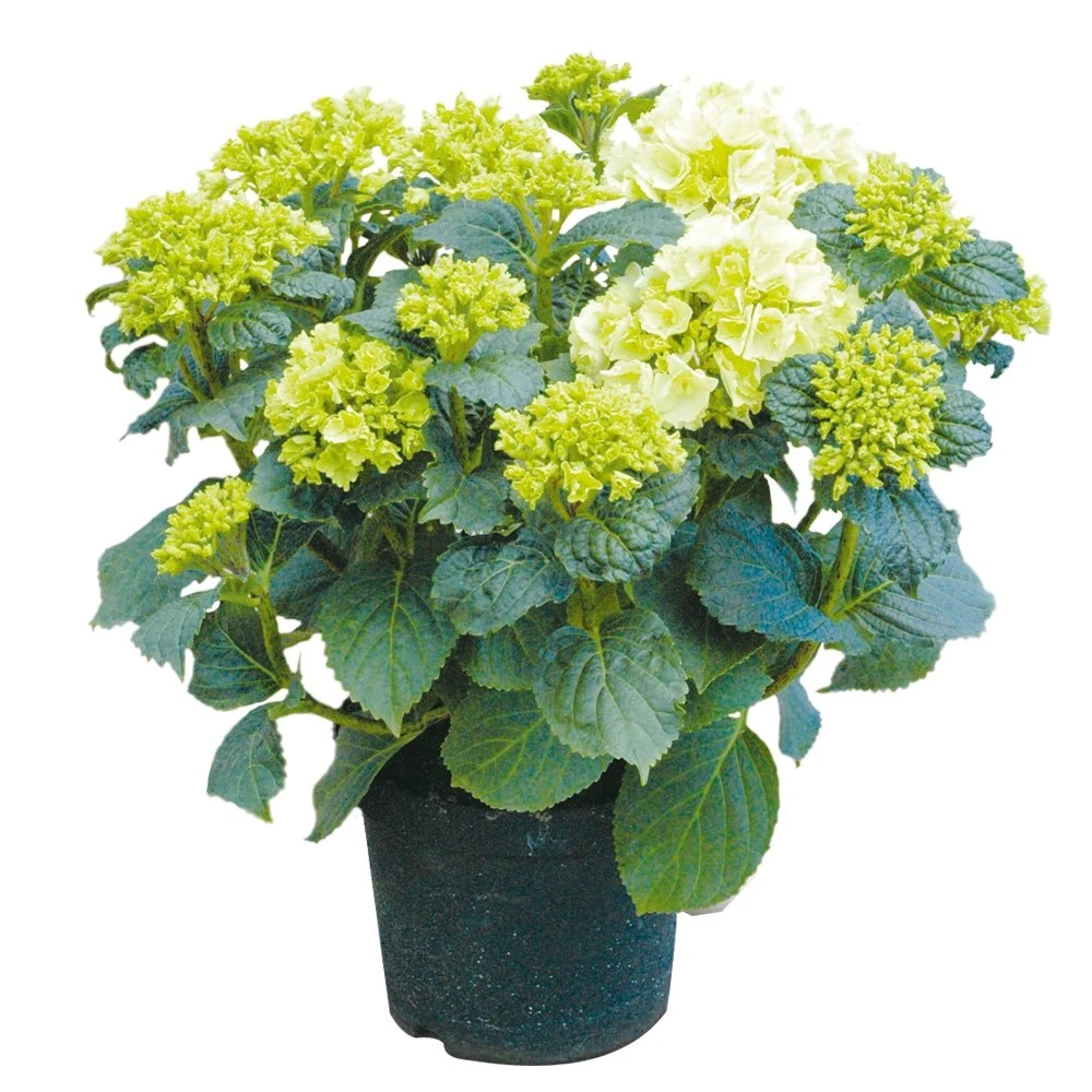 Tuinhortensia, In 23cm-pot 1 Tuinhortensia, In 23cm-pot
