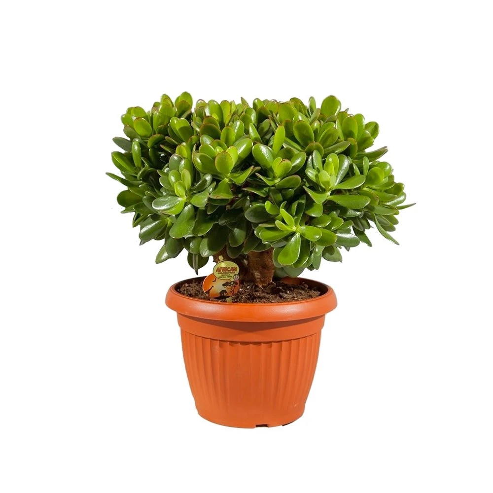 Exporteren Zonnige Tuin Winkel -Exporteren Zonnige Tuin Winkel crassula magical tree in 25cm pot 1000x1000 63a47655f2e64 l