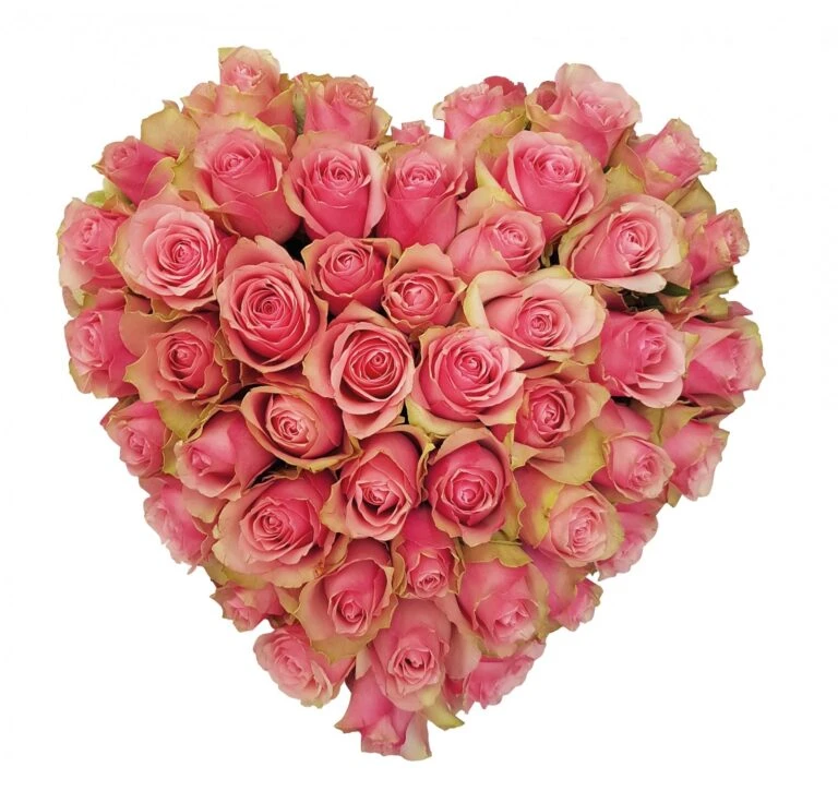 Exporteren Zonnige Tuin Winkel -Exporteren Zonnige Tuin Winkel hartstocht 28cm 1611847815 l 768x736 1